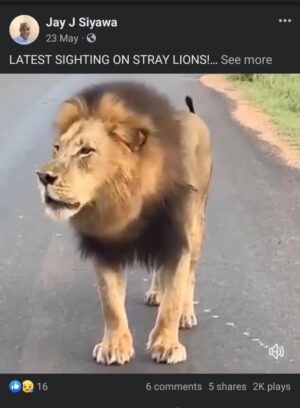 Read more about the article FALSE: This video of a stray lion was not captured in Zambia’s Western Province in May 2024