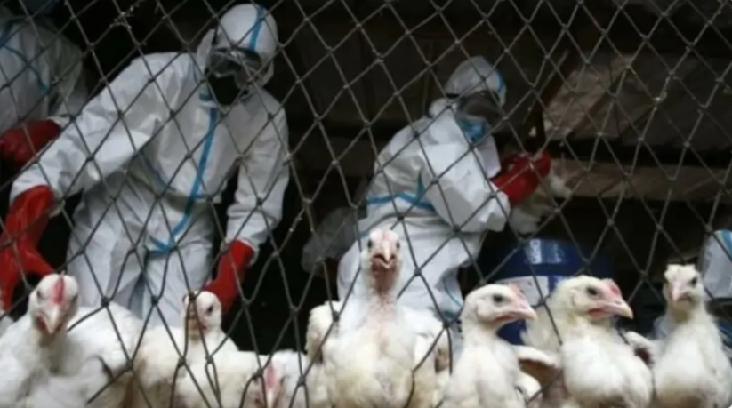 You are currently viewing FALSE: WHO didn’t order governments to cancel upcoming elections due to bird flu outbreak